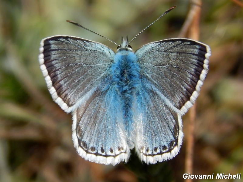 Lycaenidae da ID